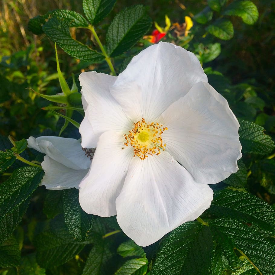 rosa blanca, schneewitchen, abierta, 5 pétalos, planta floreciendo, flor, planta, vulnerabilidad, fragilidad, frescura