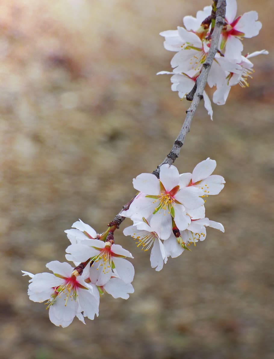 Flowery Branch, Almond Tree, flower, almond flower, drops, cherry blossom, blossom, fragility, springtime, cherry tree