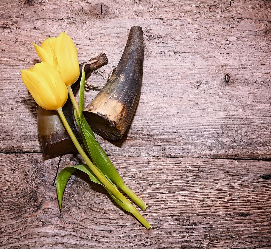 tulipanes, tulipanes amarillos, schnittblume, flor, amarillo, relleno de pólvora, antiguo, madera, deco, decoración