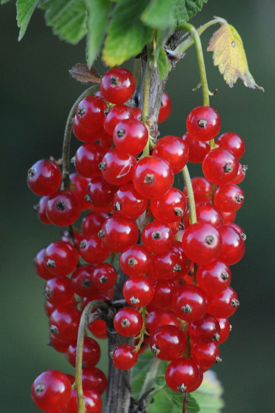 currant, fruits, fruit, berries, red currant, food, red, food and drink, healthy eating, freshness
