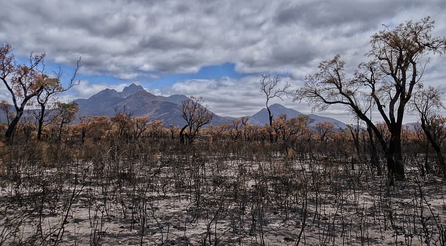 incendio forestal, devastación, australia, paisaje, desastre, triste, destruido, gamas de stirling, parque nacional, vida silvestre