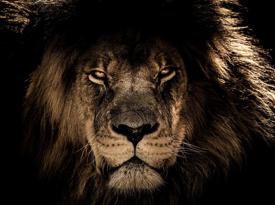 closeup, photography, lion, african lion, mane, close eyes, wildlife, wild, portrait, face