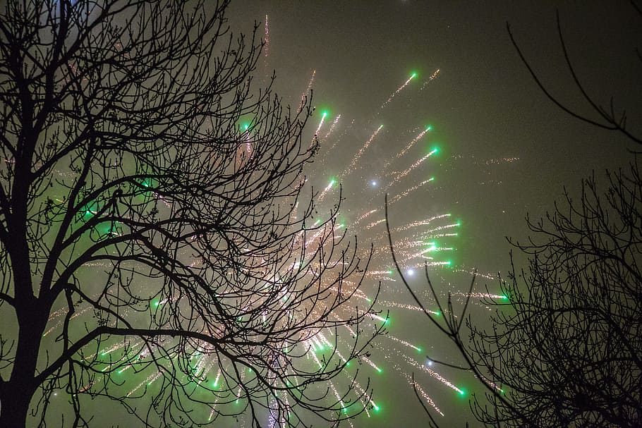 Фейерверк, Новый год, зеленый, елка, ночь, голое дерево, ветка, освещенная, людей нет, дерево