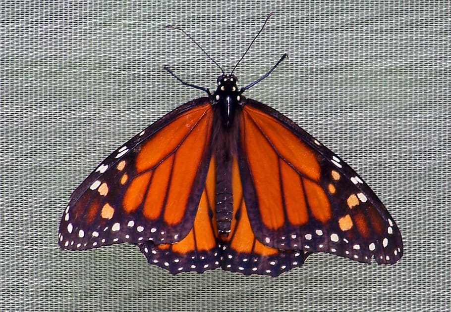 fotografía de enfoque, marrón, negro, mariposa, monarca, insecto, alas, vida silvestre, lepidópteros, volando
