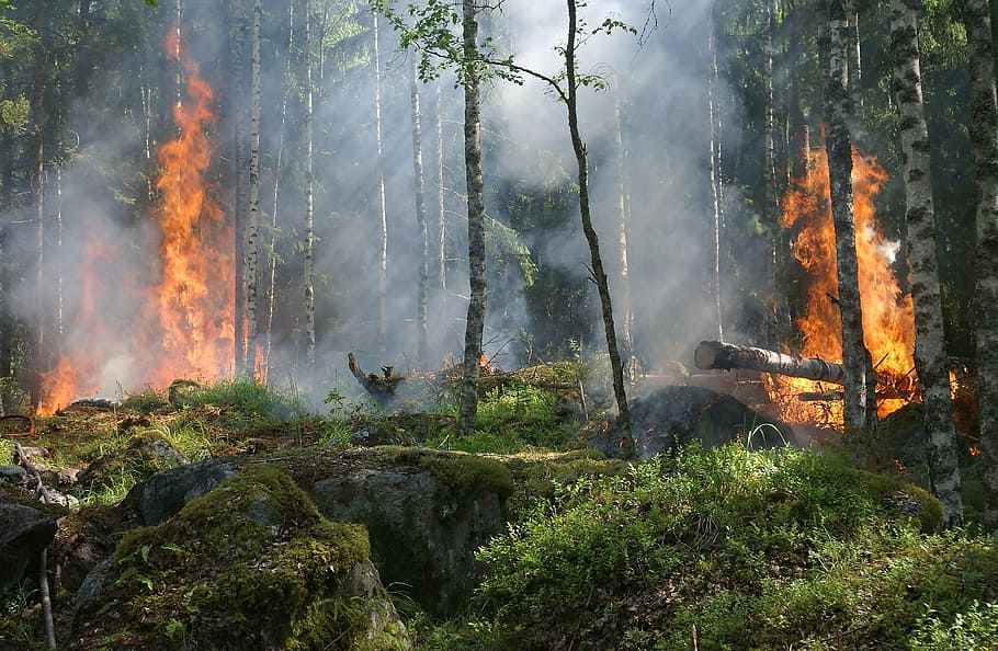 pohon-pohon hijau tinggi, kebakaran hutan, api, asap, konservasi, pembakaran untuk konservasi, pembakaran, hutan, båtfors, swedia