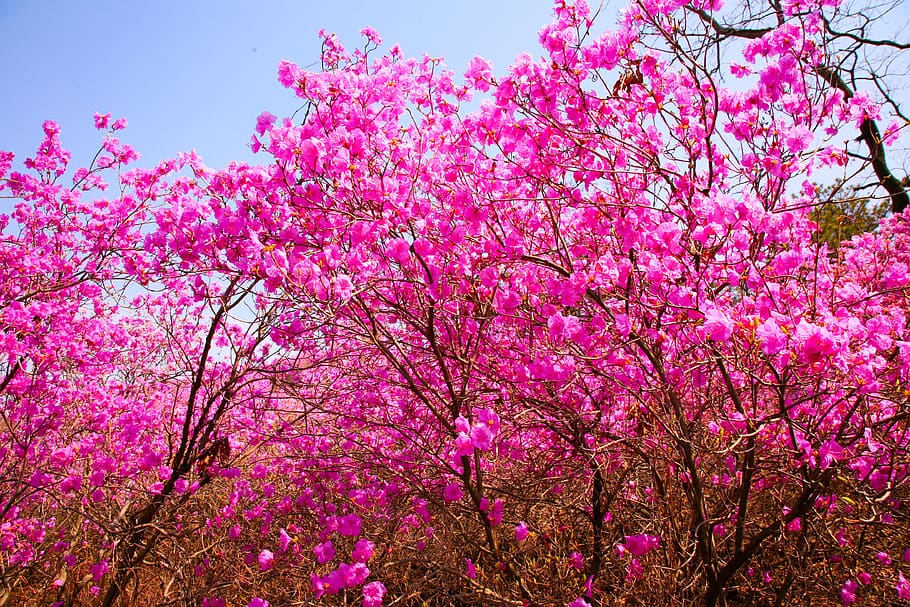 bunga, azalea, dengan mempertimbangkan gunung, musim semi, alam, tanaman, semak, ericaceae, merah muda, warna merah muda