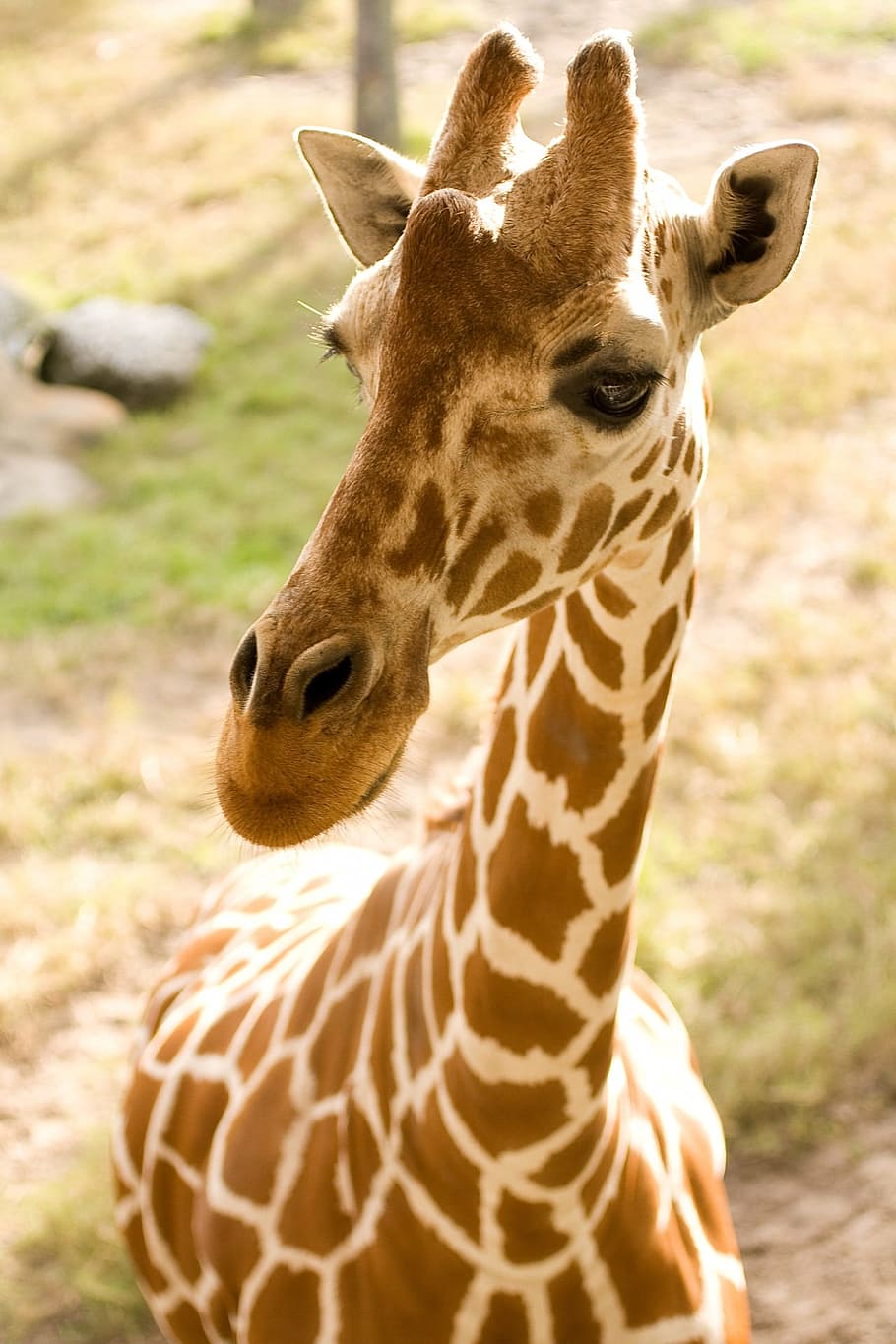 closeup, photography, brown, white, giraffe, animal, africa, mammal, african, safari