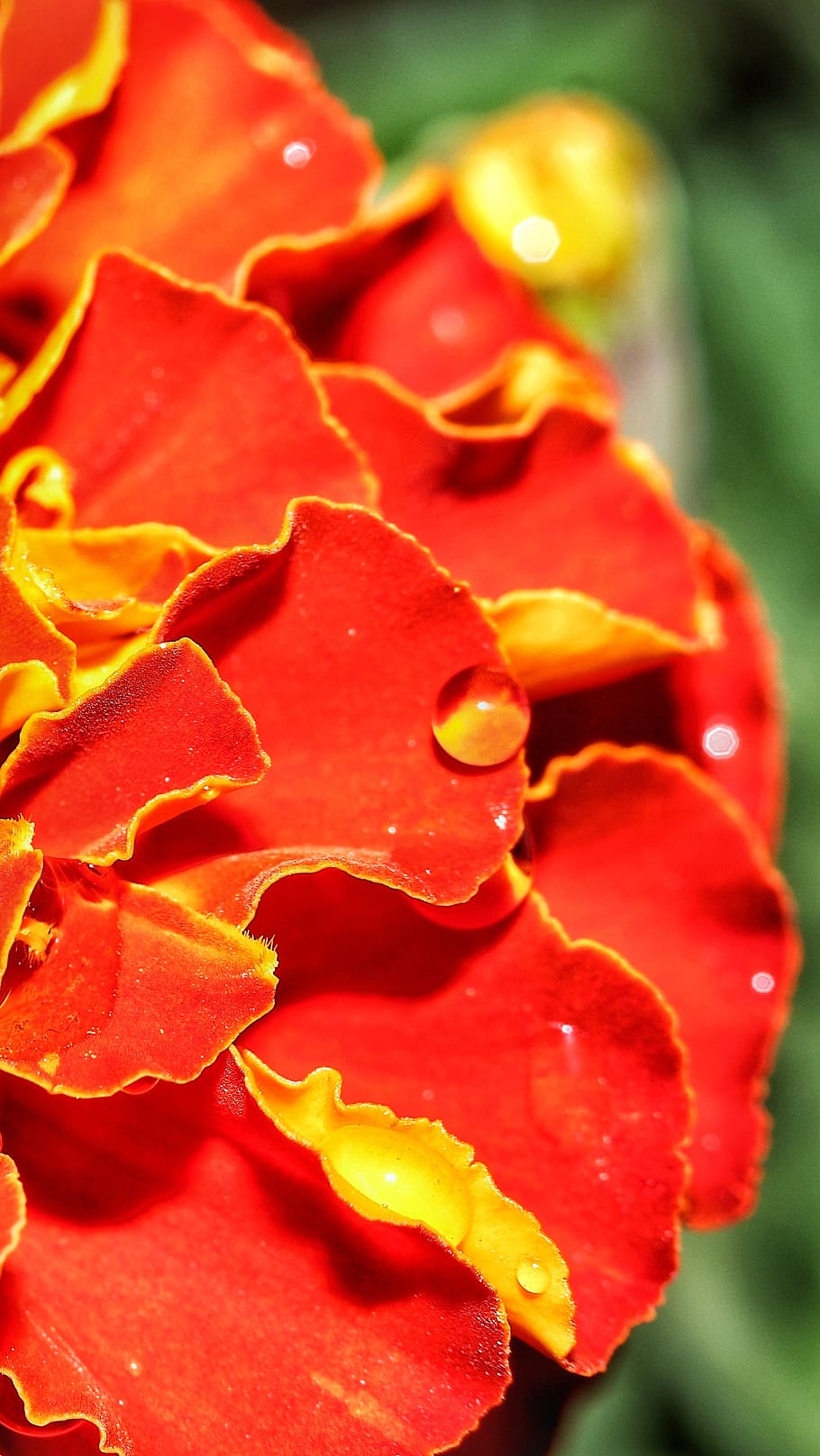 marigold, flower, red, water, drop, droplet, close-up, plant, freshness, petal