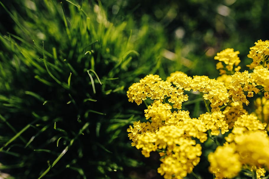 маленькие желтые цветы, маленький, желтый, цветы, лето, флора, природа, цветение, растение, весна