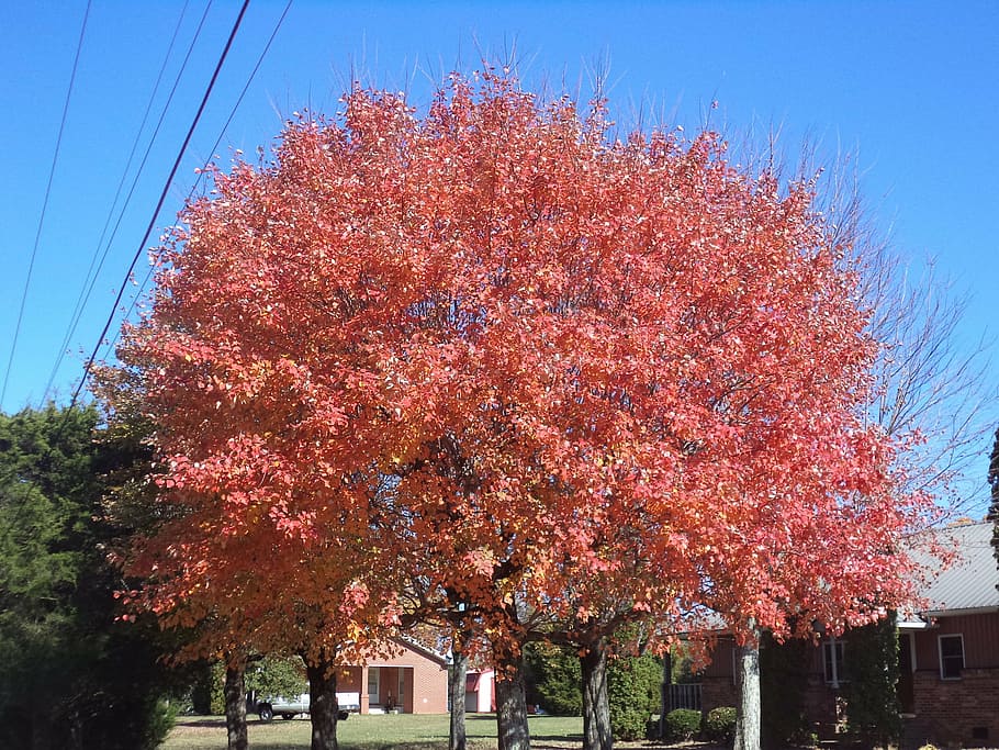 autumn, fall, colors, nature, leaf, season, tree, autumn leaves, fall leaves, maple