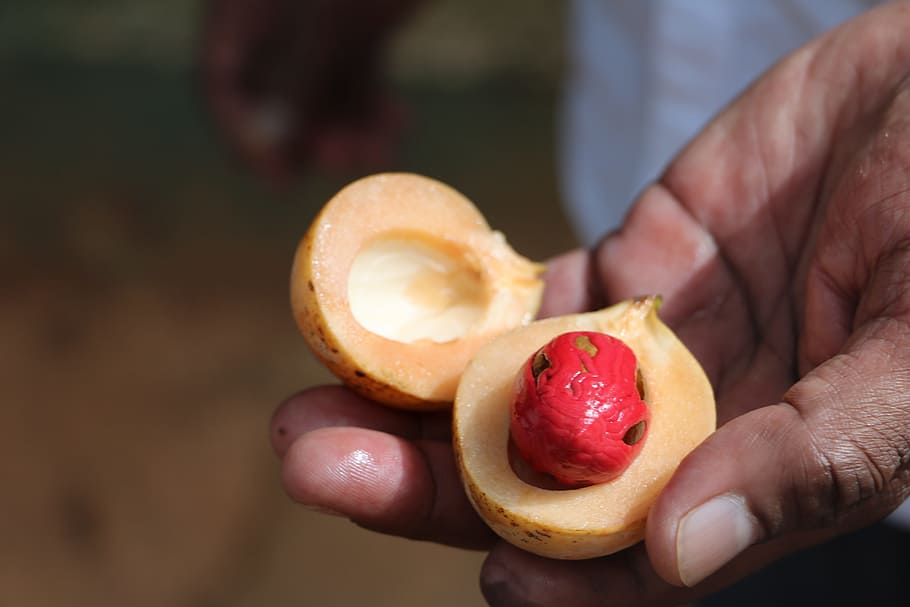 nutmeg, hand, sri lanka, spices, human hand, food, food and drink, holding, human body part, fruit