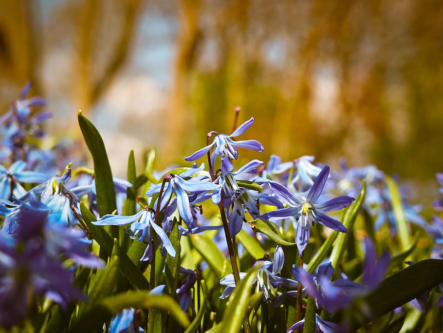 purple flowers, bluebell, flowers, blue, butterfly orchid, spanish hasenglöckchen, blue star, blossom, bloom, spring