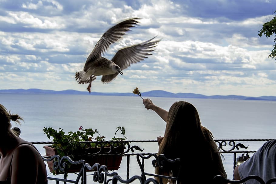 woman, trying, feed, bird, using, fork, seagull, feeding the birds, time, restaurant