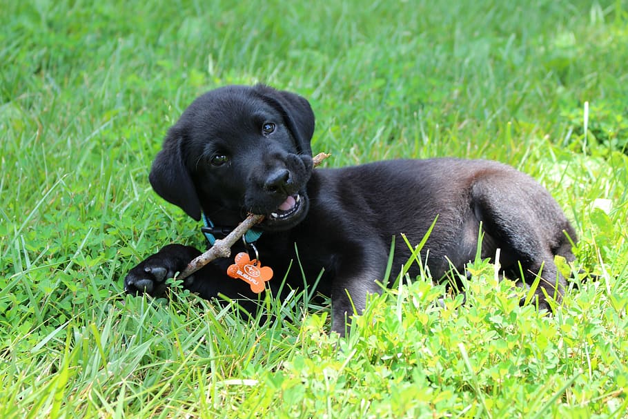 short-coated, black, biting, tree branch, Puppy, Black, Labrador, Cute, Pet, labrador, retriever
