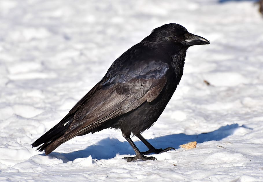 closeup, black, bird, raven, crow, raven bird, feather, bill, carrion crow, common raven