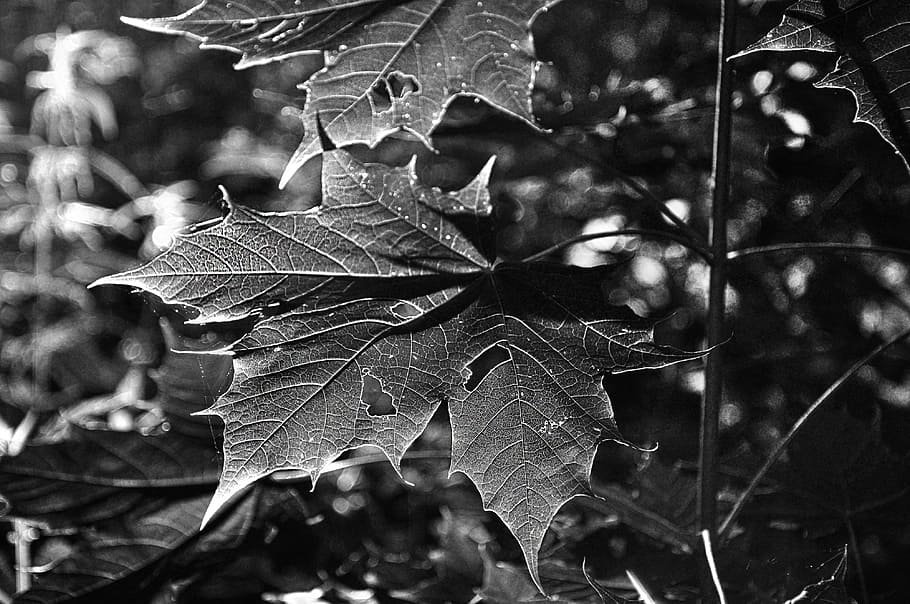 branch, twig, leaf, leaves, foliage, dense, forest, bw, black and white photography, plant part