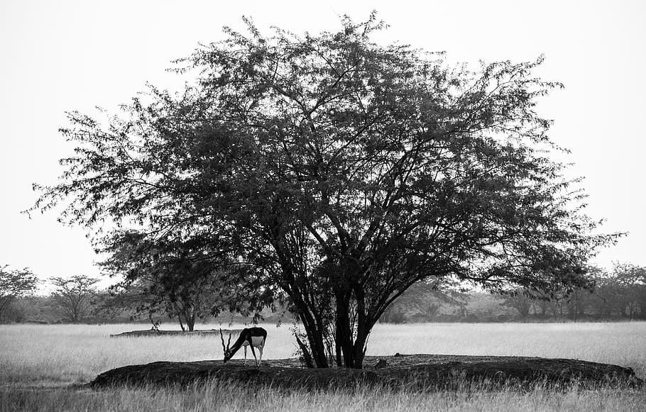 blackbuck, velavadar, animals, wildlife, nature, black and white, antelope, india, indian, tree