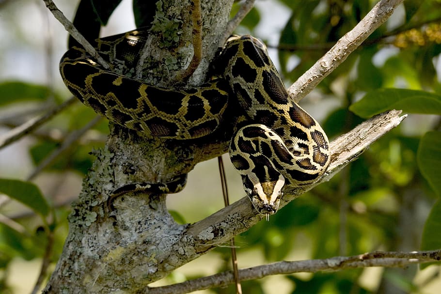 brown, ball python, branch, Burmese Python, Python, Snake, Reptile, Nature, snake, wildlife, tree