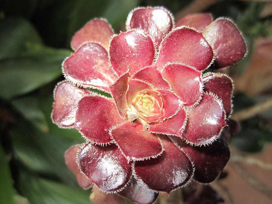 succulent, maroon, dark red, fibonacci in nature, plant, drought tolerant, growth, close-up, flower, flowering plant