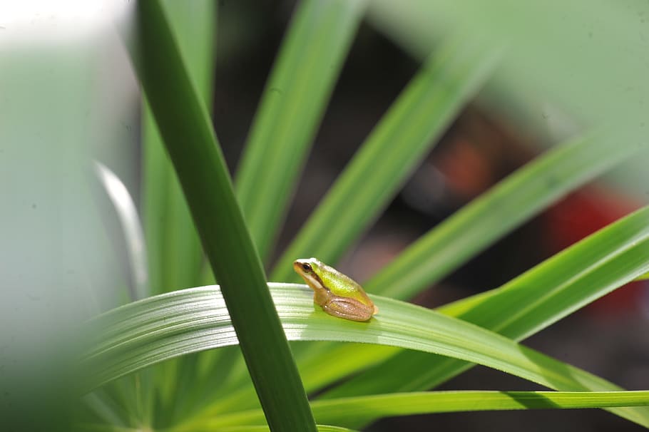 Green Tree Frog, small green frog in palm frond, green frog in palm frond, baby green frog in palm frond, frog hiding in palm frond, small green tree frog in palm frond, one animal, green color, animal themes, animals in the wild