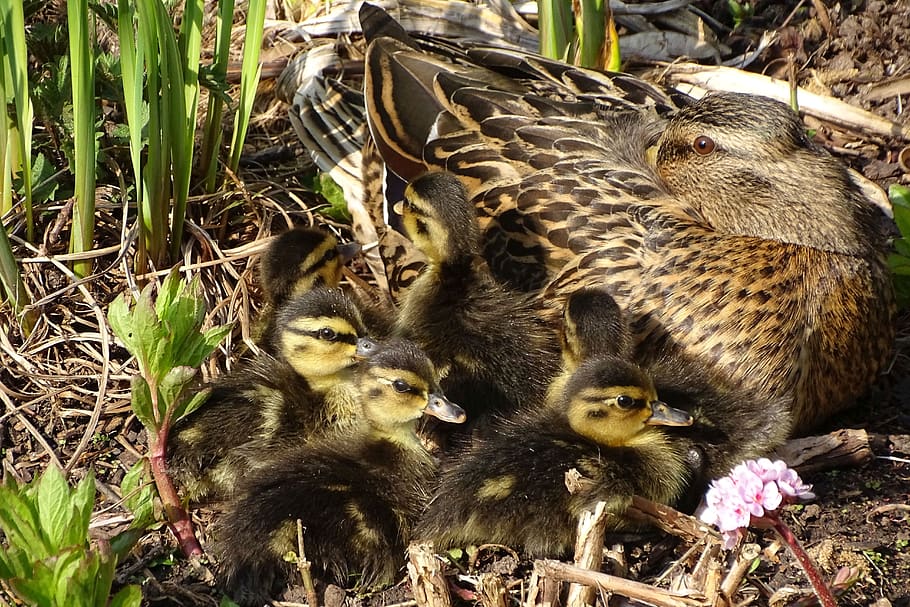 duck, ducklings, rest, water bird, mother, babies, family, cute, animal world, nature