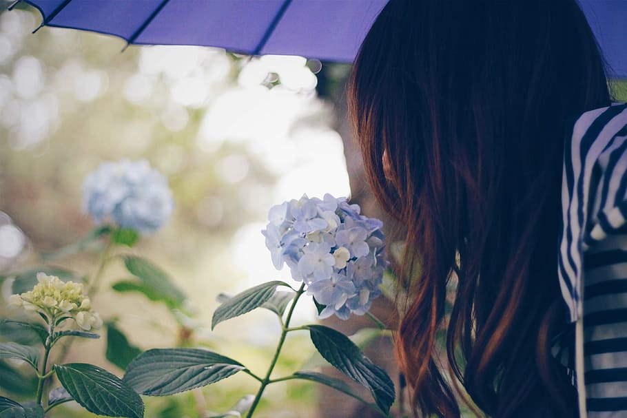 mujer, azul, flores de hortensias, durante el día, hortensias, flores, mujeres, una persona, personas, al aire libre