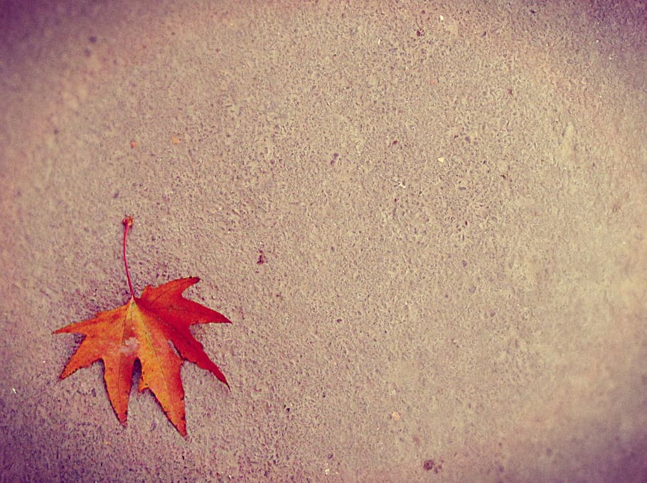 foto, kering, daun maple, tanah, maple, daun, musim gugur, perubahan, warna oranye, merah