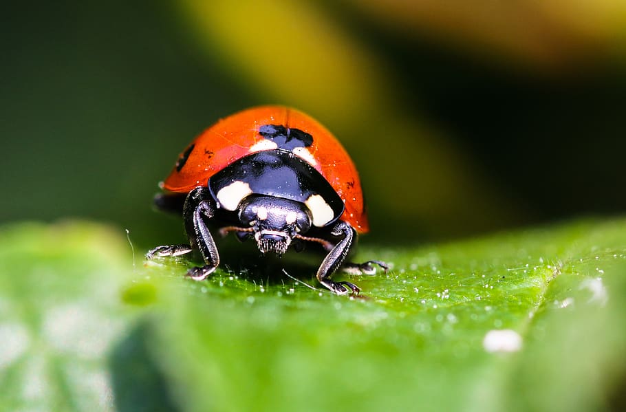 animals, beetle, chafer, insect, points, lucky ladybug, ladybug, compound eyes, probe, invertebrate