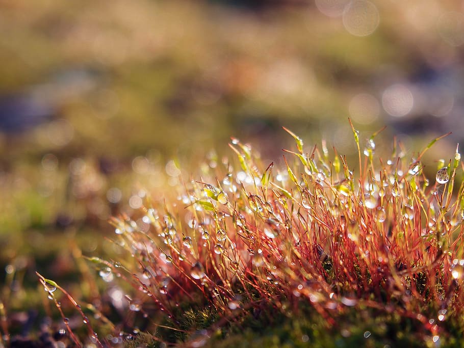 fotografi makro, merah, rumput, alam, warna, tanaman, musim semi, musim tahun ini, keindahan, pagi