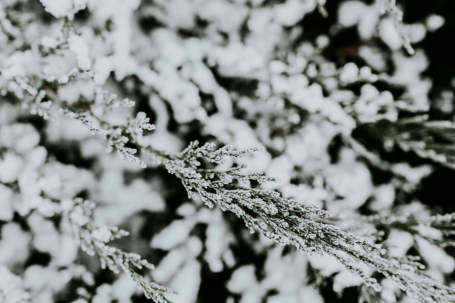 snowy, trees, Close-ups, closeup, leaves, tree, pine, twig, branch, frost