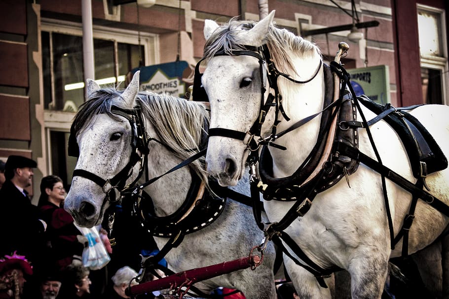 caballos, desfile, cabestro, turismo, animal, tradición, histórico, al aire libre, pintado, evento