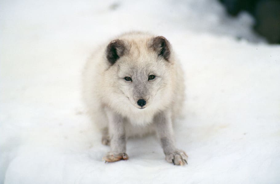 북극 여우, 포유류, 야생 생물, 동물, 동물 테마, 한 동물, 눈, 동물 야생 생물, 야생 동물, 추운 온도