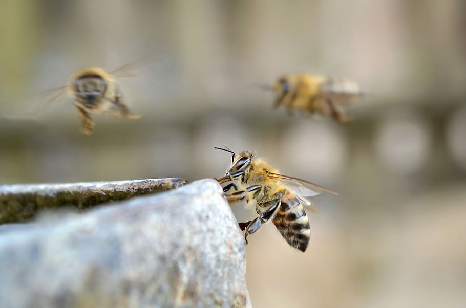 bees, flying, honey, drinking, outdoors, nature, hive, nectar, close up, wings