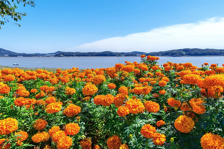 bed, orange, petaled flowers, korea, incheon, ganghwado, salts your health, in the photo, wind power, sea