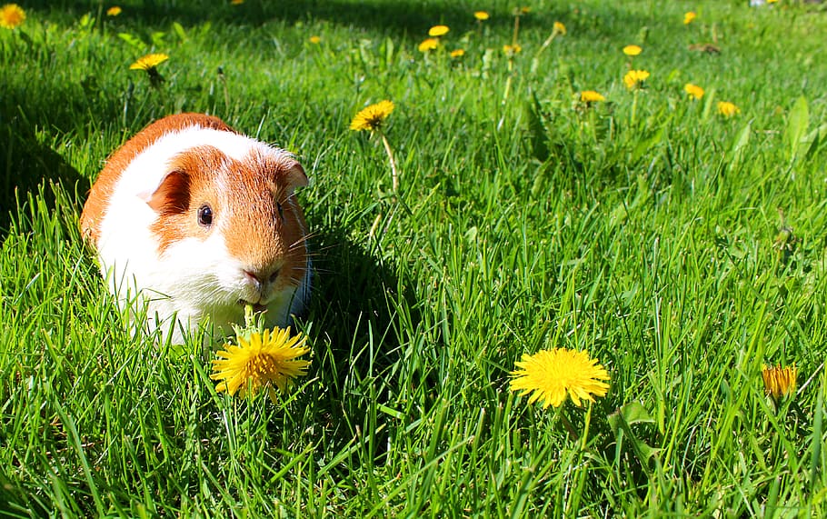 Sasu, Guinea Pig, hamster, grass, plant, field, animal themes, land, animal, flower