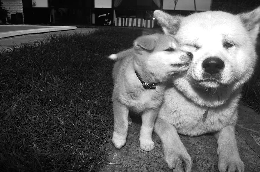 Dogs, Akita Inu, Pope, Animals, Family, love, in black and white, race, sensitivity, dog