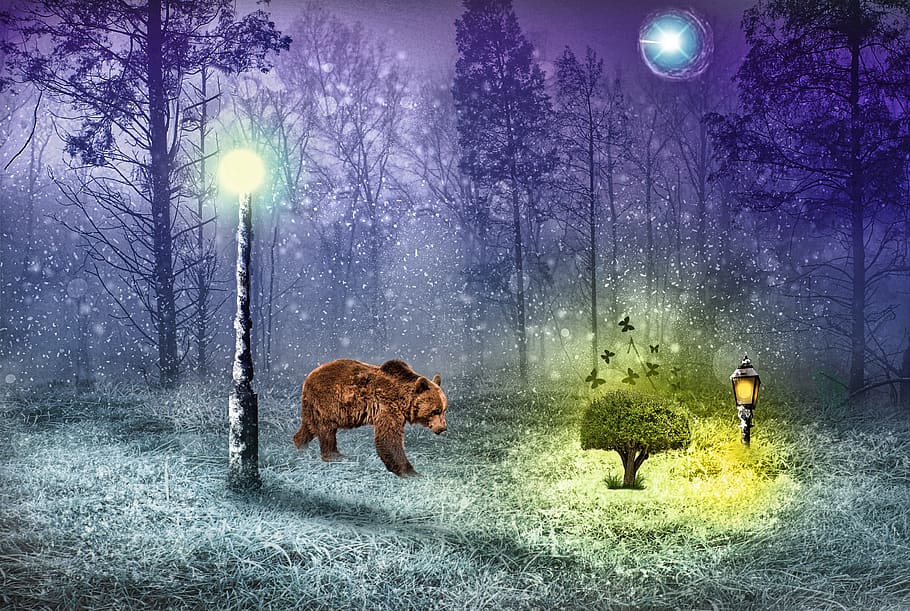 bosque, oso, madera, plantas, mariposa, luz, noche, nieve, oscuridad, árbol