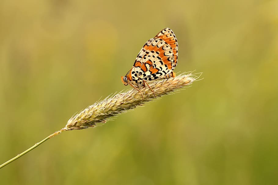 selective, focus photography, orange, white, butterfly, perched, wheat, meadow, nature, macro