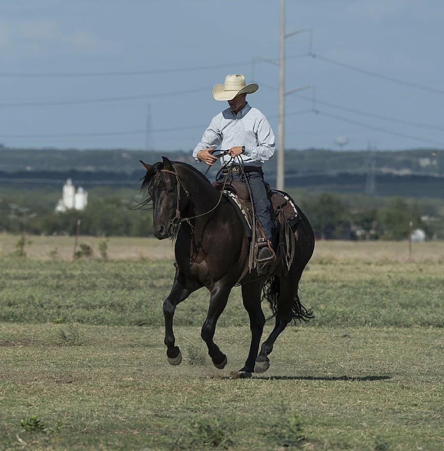 hombre caballo, vaquero, cuarto de caballo, entrenador, rancho, occidental, sombrero, animal, acción, cuerda