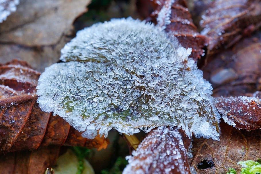 frozen, icy, cold, morning, nature, winter magic, wintry, winter, ice, frost
