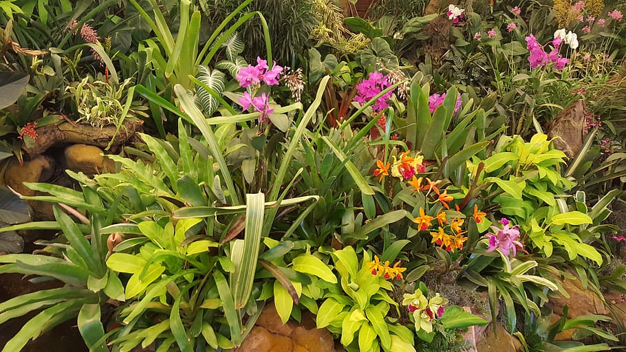 anggrek, bunga, kebun botani, mekar, alam, tropis, botani, taman, pink, kuning