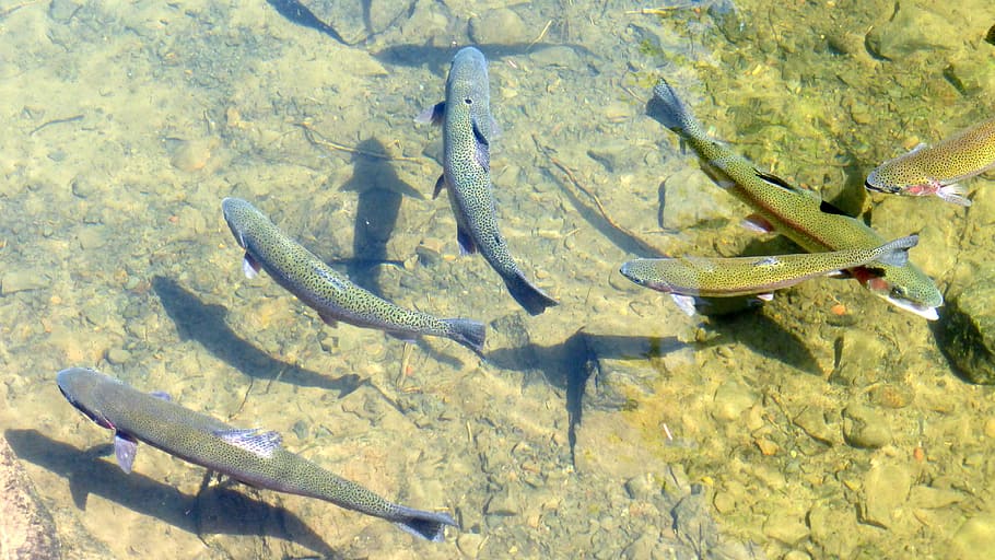 six, fishes, body, water, Trout, Fish, Fishing, Rainbow, Tackle, freshwater
