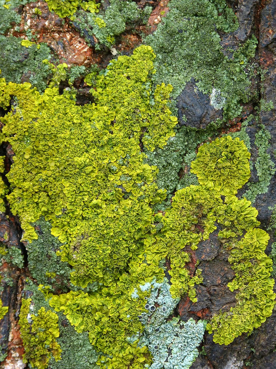 lichen, lichens, background, texture, green color, full frame, backgrounds, moss, growth, textured