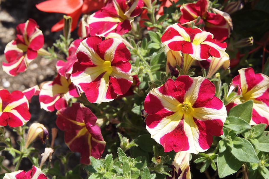 petunia, flower, red, white, flowering plant, plant, beauty in nature, freshness, petal, growth