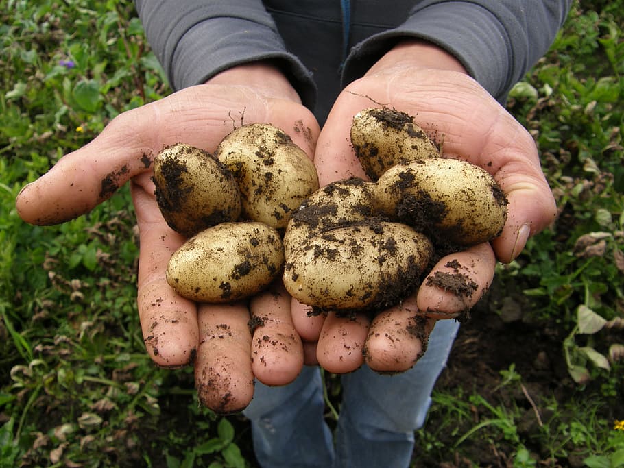 brown, potatoes, hand, harvest, food, potato, vegetarian, agriculture, vegetable, food and drink