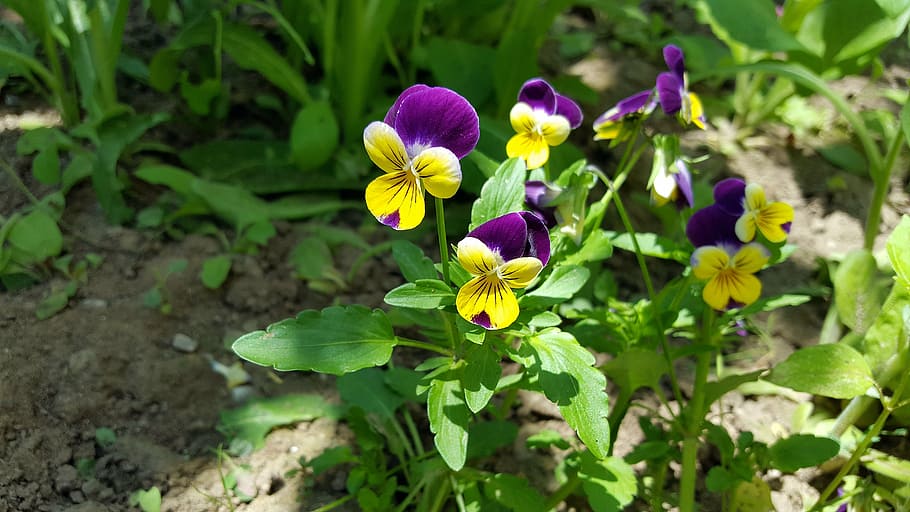 pansy, pansy flower, viola tricolor, pansies, yellow pansy, purple pansy, garden pansy, flower pansy, images of pansies, image of pansy