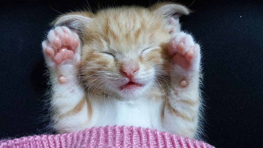 pelo largo, naranja, blanco, gatito, gato, gatitos lindos, pequeño, dormir, gracioso, pata
