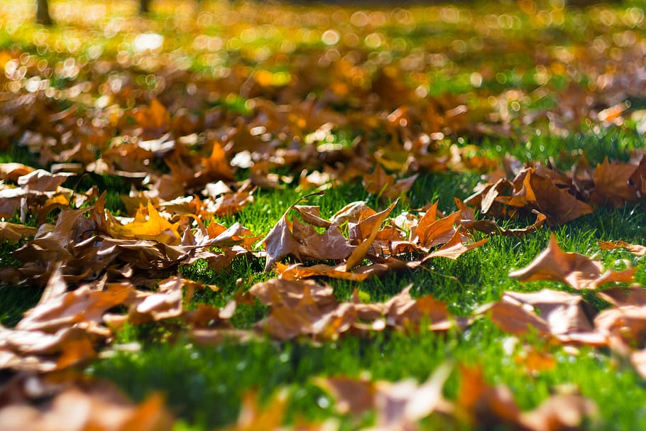 rumput, daun, musim gugur, gugur, coklat, bokeh, helios, bagian tanaman, fokus selektif, perubahan