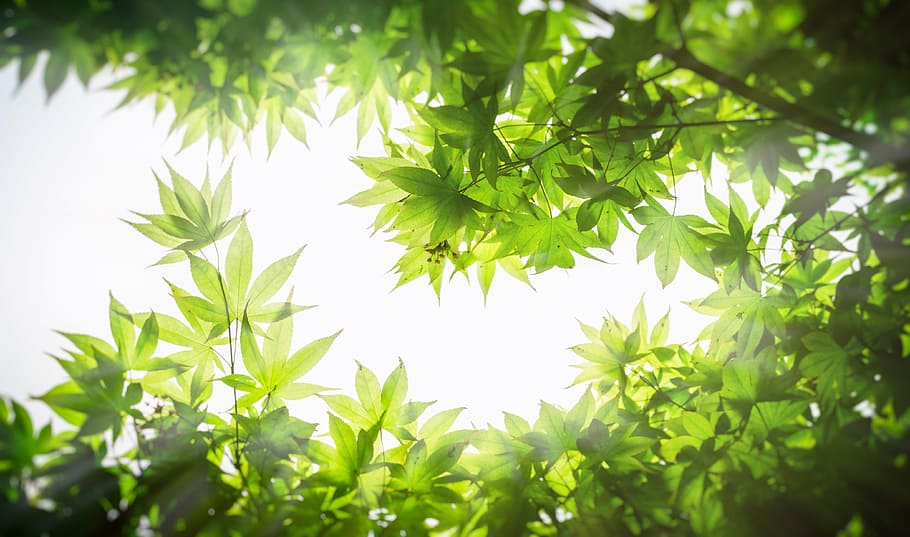 baixo, foto do ângulo, verde, árvore de folha, bordo, madeira, as folhas, galho, folha, textura