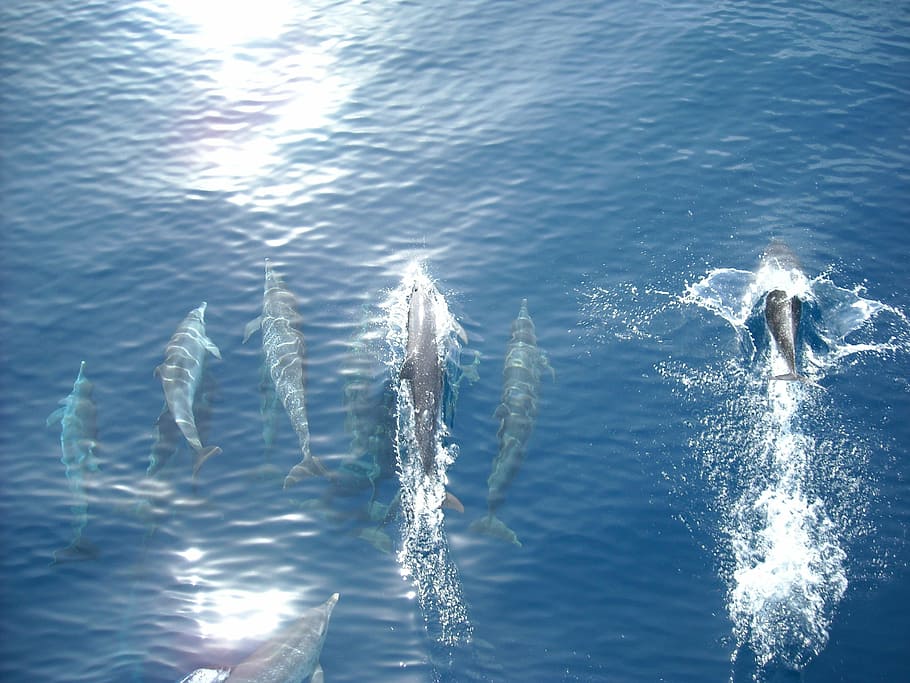 top, view, dolphins, body, water, dolphin, sea, ocean, fish, wildlife
